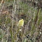 Toxicoscordion venenosum Flower