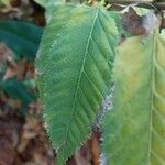 Acer carpinifolium Leaf