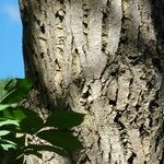 Betula alleghaniensis Kôra