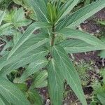 Asclepias incarnata Leaf