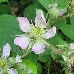 Rubus scaber Fleur