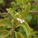 Lantana involucrata फूल