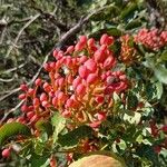 Pistacia terebinthus Fruit