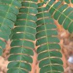 Albizia adianthifolia Delienn