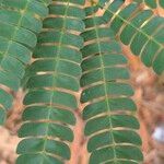 Albizia adianthifolia 葉