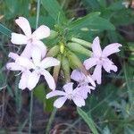 Saponaria officinalis 花