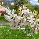 Prunus cerasusFlower