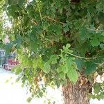 Morus alba Hoja