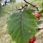 Sorbus torminalis Лист