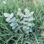 Hoffmannseggia glauca Leaf