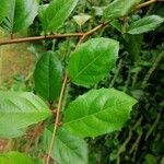 Itea ilicifolia Ліст