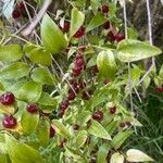 Asparagus asparagoides Fruit