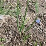 Allium ascalonicum Leaf