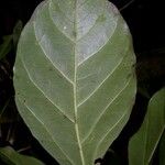 Dendropanax arboreus Blad