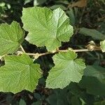 Rubus moluccanus Deilen