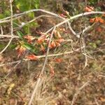 Woodfordia fruticosa Flower