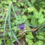 Muscari matritense Fiore