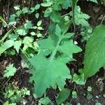 Lactuca muralis Leaf
