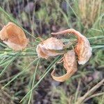 Gomphocarpus integer Fruit