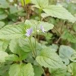 Veronica montanaFlower