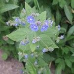 Pentaglottis sempervirensBloem