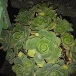 Aeonium haworthiiFulla