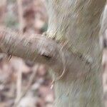 Hydrangea heteromalla Bark