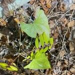 Smilax bona-noxLeaf