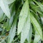 Coreopsis grandiflora Лист