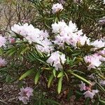 Rhododendron hyperythrum Levél