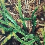 Lycopodium complanatum Blad