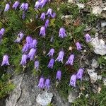 Campanula excisa Blomma