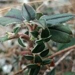 Helianthemum cinereum Leaf