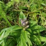 Gentiana cruciata പുഷ്പം