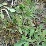 Valeriana locusta Hábito