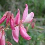 Ononis fruticosa Квітка