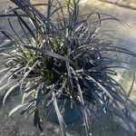 Ophiopogon planiscapus 葉