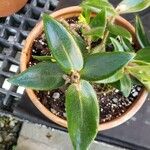 Nematanthus pycnophyllus Leaf