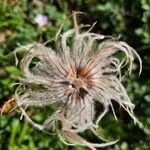 Anemone baldensis Ffrwyth