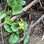 Viola rotundifolia 整株植物