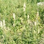 Aconitum vulparia Floro