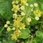 Cynanchum insipidum Blüte