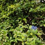 Ceanothus arboreus 形态