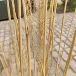 Miscanthus × longiberbis Плід