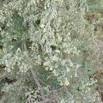 Artemisia alba Folla