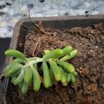 Sedum pachyphyllum Blad