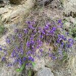 Polygala microphylla Foglia