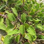 Stachys maritima Leaf