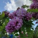 Robinia hispida Blodyn