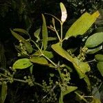 Phoradendron piperoides Іншае